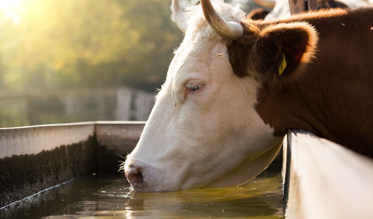Beef cow drinking water from trough.